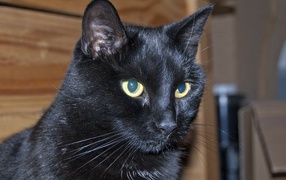 Мордочка бомбейской кошки