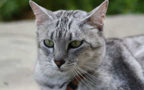 Muzzle cat Egyptian Mau