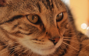 Морда кота пиксибоб