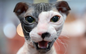 Морда кота украинский левкой