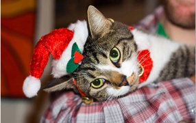 Новогодняя европейская короткошерстная кошка