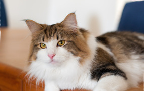 Благородная норвежская лесная кошка