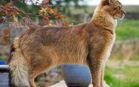 Noble Somali cat