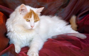 Благородный турецкий ван