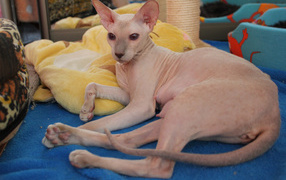 Noble breed Peterbald