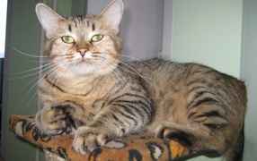 Благородный кот пиксибоб