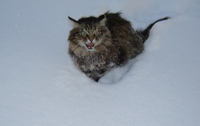 Норвежская лесная кошка в снегу