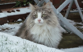 Норвежская лесная кошка зимой