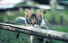 Котенок норвежской лесной кошки