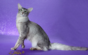 Ориентальная длинношерстная кошка позирует