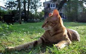 Oriental Shorthair cat on grass