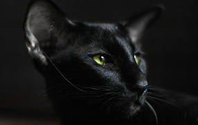 Взгляд ориентальной короткошерстной кошки