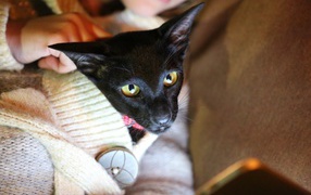 Ориентальная короткошерстная кошка в свитере