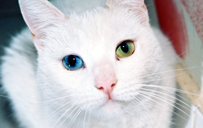 Разные глаза кота турецкая ангора