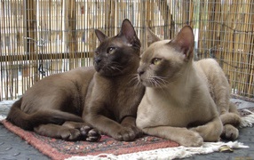 Pair of Burmese