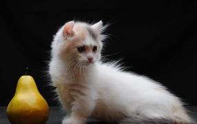 Груша и котенок манчкин