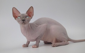 Петербургский сфинкс петерболд