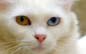 Pink nose Turkish Angora cat