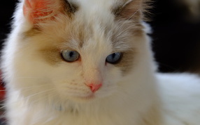Pink nose cat ragdoll