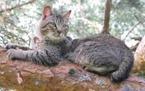Pixie-bob cat on a tree