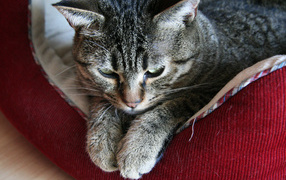 Пиксибоб свесил лапки