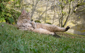 Пиксибоб гуляет на улице