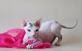 Игривый кот петерболд