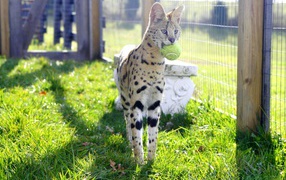 Playful cat savanna