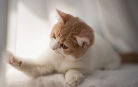 Игривый котенок