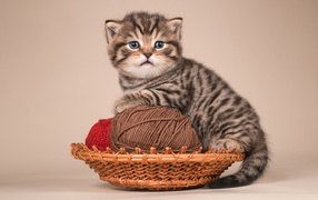 Playful kitten British Shorthair