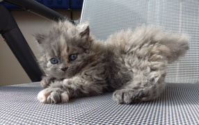 Игривый котенок селкирк рекс