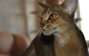 Гордая абиссинская кошка