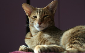 Гордая ориентальная короткошерстная кошка