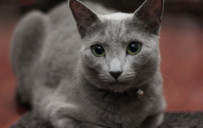 Гордая русская голубая кошка