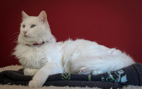Гордый кот турецкая ангора
