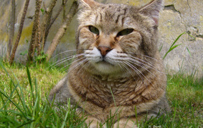 Гордый кот пиксибоб