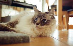 Гордая кошка рэгдолл