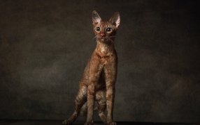 Породистый корниш рекс