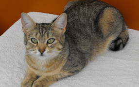 Породистый кот пиксибоб