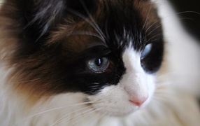 Мордочка кота рэгдолл