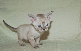 Red-eyed kitten Devon Rex