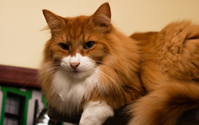 Red-haired Norwegian Forest Cat