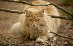Red-haired Norwegian Forest cat in nature