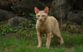 Red Cat Cornish Rex on the grass