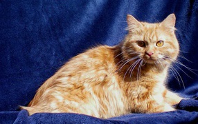 Red cat Cymric cat