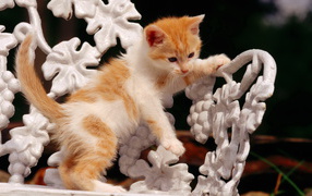 Рыжий котенок на белой скамейке