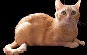 Рыжий немецкий рекс