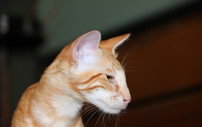 Рыжая мордочка ориентальной длинношерстной кошки