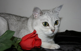 Роза и бурмилла