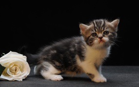 Роза и котенок манчкин
